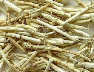 Bài thuốc nam trị hen phế quản