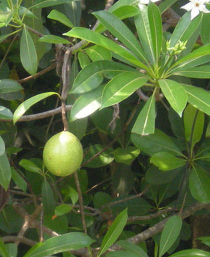 Cây Mướp Sát