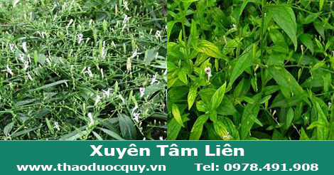 Xuyên tâm liên – Vị thuốc tiềm năng trong phòng chống COVID-19
