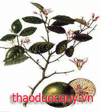 Chỉ Sác