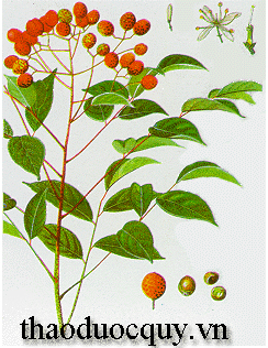 Củ Khỉ