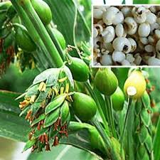 Bài thuốc dành cho người viêm tuyến tụy
