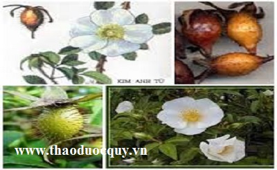 Trà dược bổ thận dương