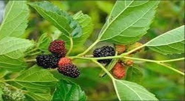 Thuốc nam chữa táo bón tại nhà