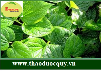 Lá lốt - vị thuốc dân gian