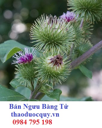 Á Thực