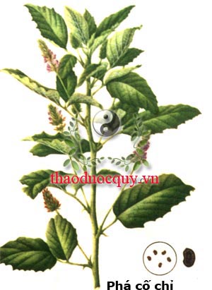 Phá Cố Chỉ