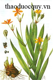 Xạ Can