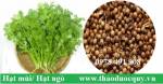 Mẹo hay chữa nhiệt miệng tại nhà
