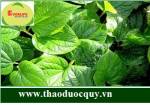 Lá lốt - vị thuốc dân gian