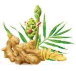7 lợi ích của gừng với sức khỏe