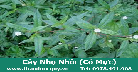 cây-cỏ-mực
