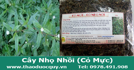 hình-ảnh-cây-nhọ-nhồi