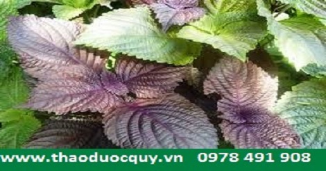 Trà gừng tía tô phòng trị cảm lạnh