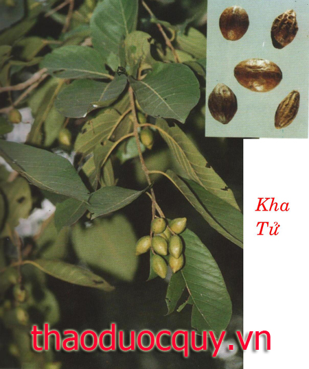 Kha Tử