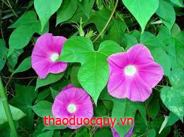 Khiên Ngưu