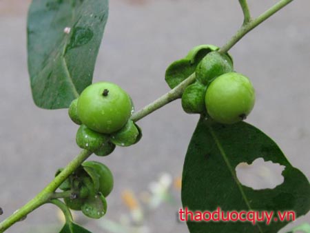 Mắc Nưa