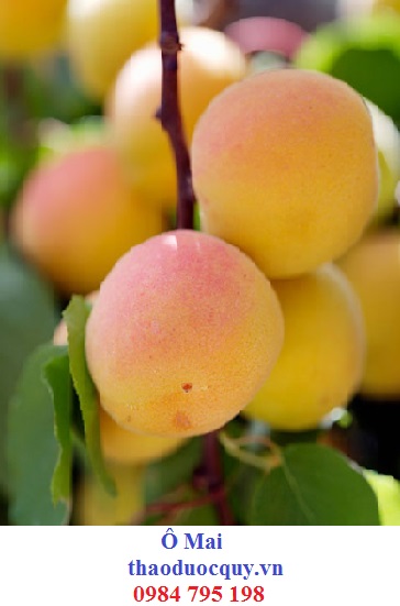 Ô Mai