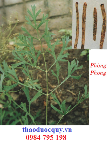 Vân Phòng Phong