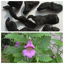 Bài thuốc trị chóng mặt, ù tai