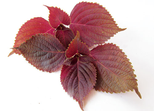 Tắm trắng da siêu tốc siêu an toàn với lá tía tô