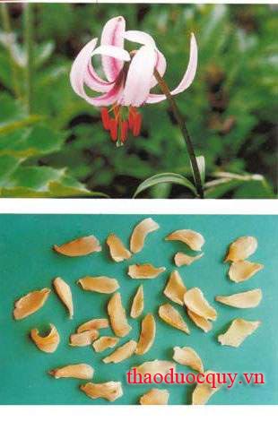 Tỏi Rừng