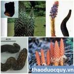 Bài thuốc bổ thận tráng dương của vua Minh Mạng